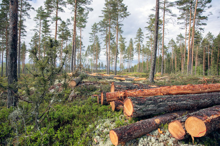 Fackliga yttranden för sasongsanställning i skogen